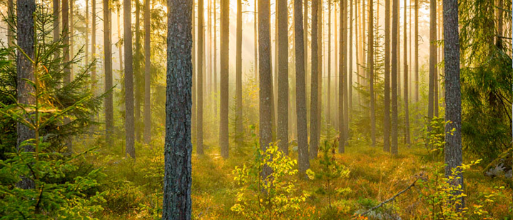 bild relaterad till Nationalparker och naturreservat